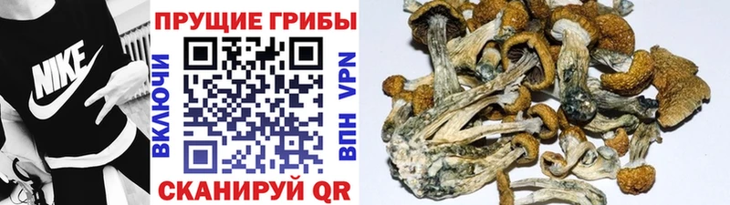 цены   Кондрово  Галлюциногенные грибы Psilocybe 